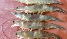 对虾塘爆料视频,揭秘养殖业的真实一面